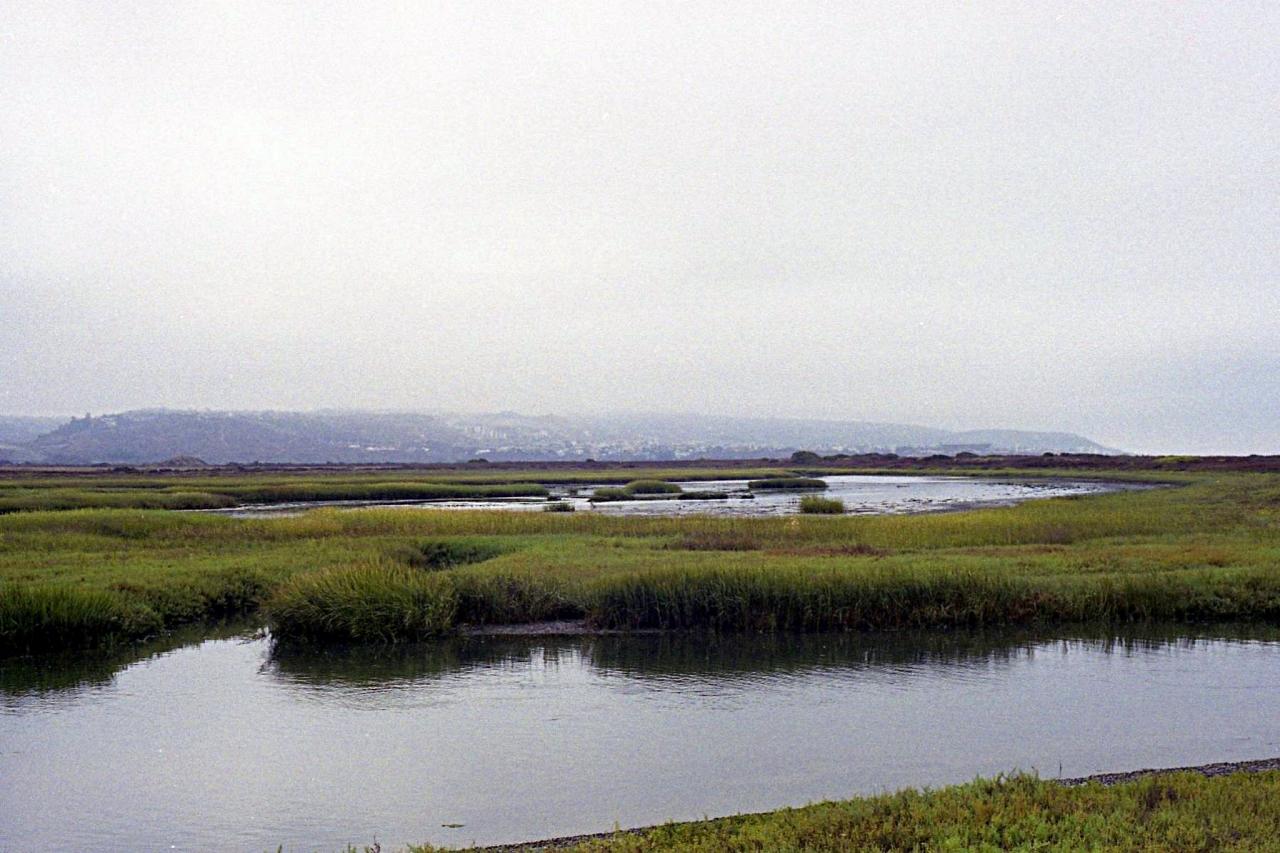 Southern California Birding and Nature Tour in San Diego County, Naturalist Journeys, Anza Borrego State Desert Park, Palomar Mountain State Park, San Elijo Lagoon Ecological Reserve, Torrey Pines State Park, Coast to Cactus Birding and Nature tour