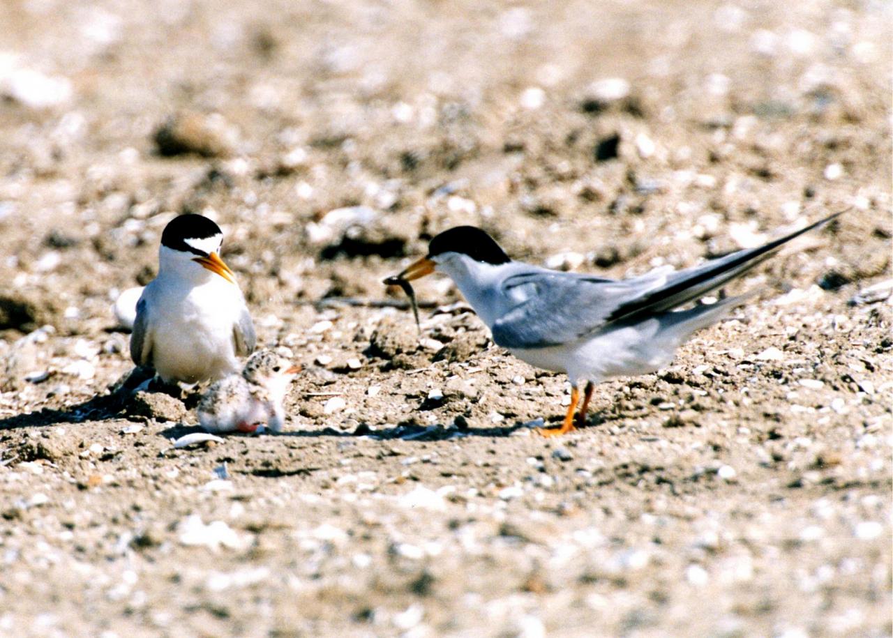 Southern California Birding and Nature Tour in San Diego County, Naturalist Journeys, Anza Borrego State Desert Park, Palomar Mountain State Park, San Elijo Lagoon Ecological Reserve, Torrey Pines State Park, Coast to Cactus Birding and Nature tour