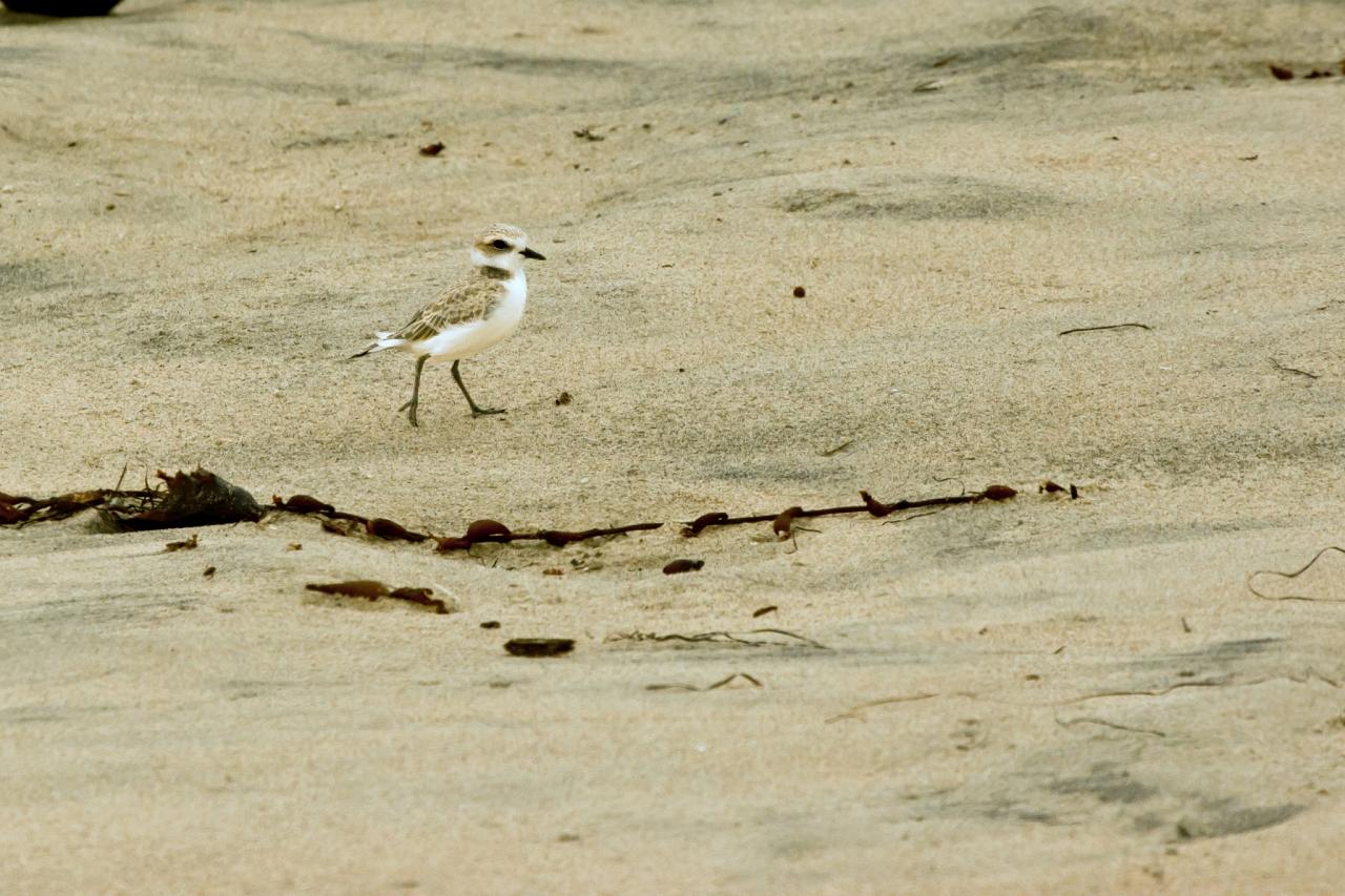 Southern California Birding and Nature Tour in San Diego County, Naturalist Journeys, Anza Borrego State Desert Park, Palomar Mountain State Park, San Elijo Lagoon Ecological Reserve, Torrey Pines State Park, Coast to Cactus Birding and Nature tour