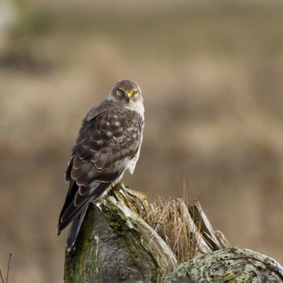 Northern Harrier, Southern California, California Coast, Birdwatching, Wildlife Tour, Naturalist Journeys