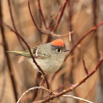 Ruby-crowned Kinglet, Southern California, California Coast, Birdwatching, Wildlife Tour, Naturalist Journeys