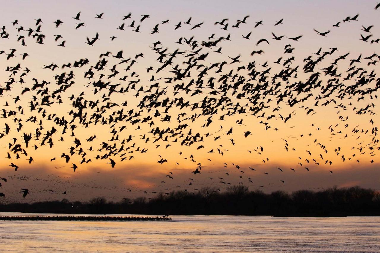 Nebraska, Platte River, Platte River Nature Tour, Sandhill Crane Nature Tour, Platte River Birding Tour, Naturalist Journeys
