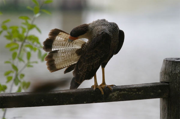 Caracara, Pantanal, Brazil, Naturalist Journeys, Pantanal Safari, Pantanal Wildlife Tour