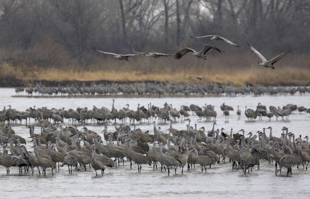 Sandhill Cranes, Sandhill Crane Migration Tour, Platte River, Nebraska, Migration Tour, Naturalist Journeys