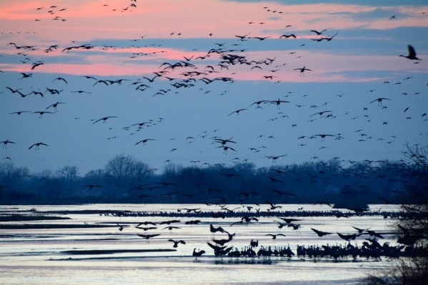 Sandhill Cranes, Sandhill Crane Migration Tour, Platte River, Nebraska, Migration Tour, Naturalist Journeys