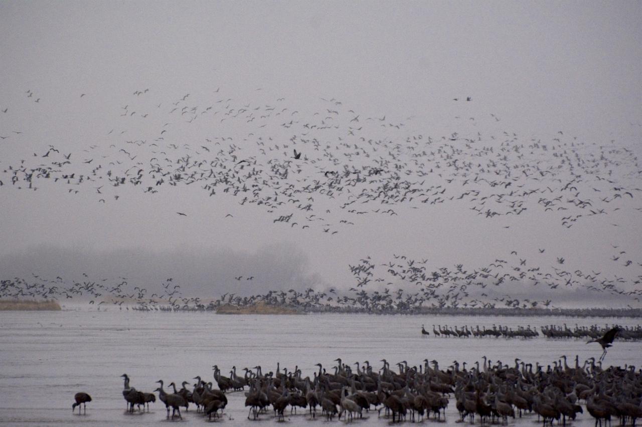 Nebraska, Platte River, Platte River Nature Tour, Sandhill Crane Nature Tour, Platte River Birding Tour, Naturalist Journeys