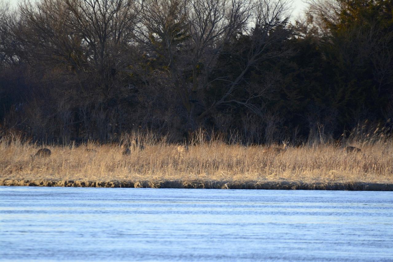 White-tailed Deer, Nebraska, Platte River, Platte River Nature Tour, Sandhill Crane Nature Tour, Platte River Birding Tour, Naturalist Journeys