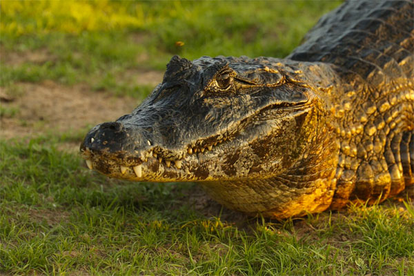 Yacare, Pantanal, Brazil, Naturalist Journeys, Pantanal Safari, Pantanal Wildlife Tour