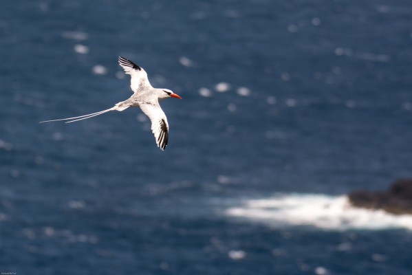 Red-billed Tropicbird, Hawaii Beach, Hawaii, Hawaii Nature Tour, Hawaii Nature Cruise, Hawaii Birding Tour, Naturalist Journeys