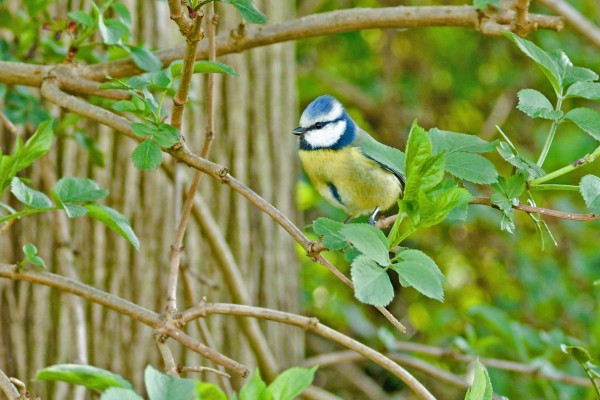 Blue Tit, Scotland Nature Tour, Scotland Birding Tour, Naturalist Journeys