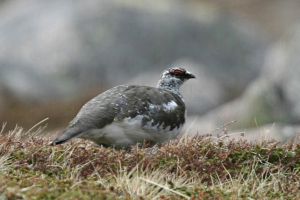Rock Ptarmigan, Scotland Nature Tour, Scotland Birding Tour, Naturalist Journeys