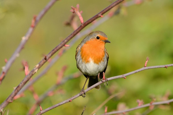 Robin, Scotland Nature Tour, Scotland Birding Tour, Naturalist Journeys