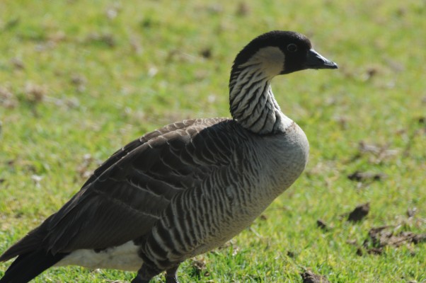 Nene, Hawaii, Hawaii Nature Cruise, Naturalist Journeys, Hawaii Birding Tour