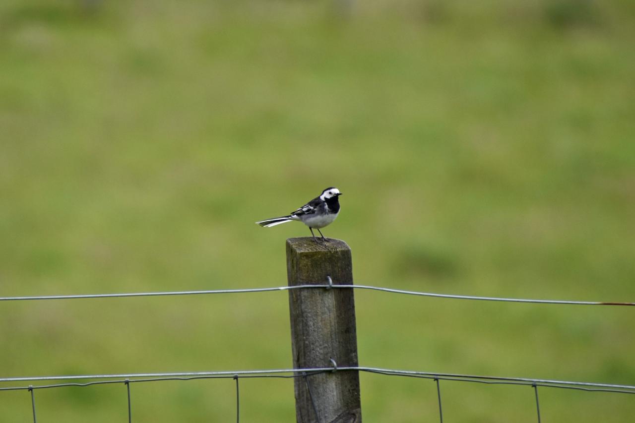 Pied Wagtail, Scotland, Scottish Highlands, Scottish Islands, Scotland Birding Tour, Scotland Nature Tour, Naturalist Journeys