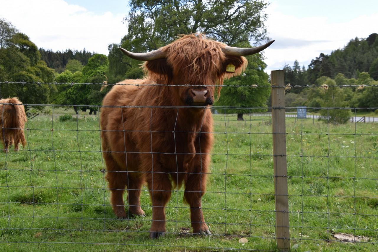 Highland Cattle, Scotland, Scottish Highlands, Scottish Islands, Scotland Birding Tour, Scotland Nature Tour, Naturalist Journeys