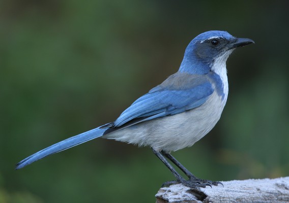 California Scrub-Jay, Oregon, Oregon Wildlife Tour, Oregon Birding, Naturalist Journeys, Oregon birding tour, Oregon Birds & Brews