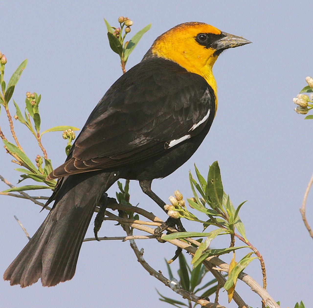 Yellow-headed Blackbird, Oregon, Oregon Wildlife Tour, Oregon Birding, Naturalist Journeys, Oregon birding tour, Oregon Birds & Brews