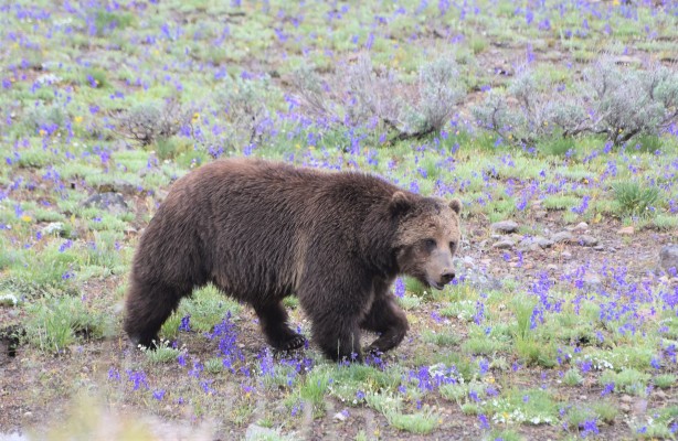 Grizzly Bear, Yellowstone National Park, Yellowstone Birding Tour, Yellowstone Nature Tour, Yellowstone Wildlife Tour, Naturalist Journeys