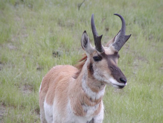Pronghorn, Yellowstone National Park, Yellowstone Birding Tour, Yellowstone Nature Tour, Yellowstone Wildlife Tour, Naturalist Journeys