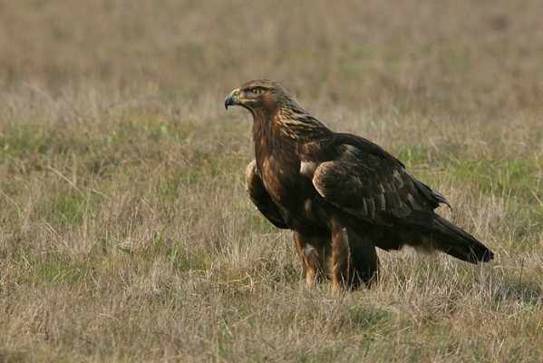 Golden Eagle, Yellowstone National Park, Yellowstone Birding Tour, Yellowstone Nature Tour, Yellowstone Wildlife Tour, Naturalist Journeys