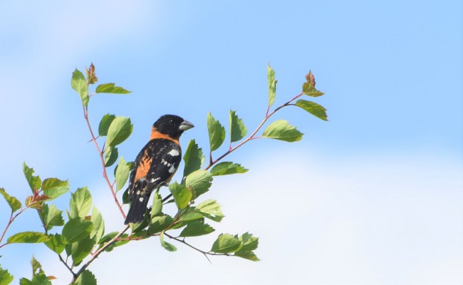 Black-headed Grosbeak, Yellowstone National Park, Yellowstone Birding Tour, Yellowstone Nature Tour, Yellowstone Wildlife Tour, Naturalist Journeys