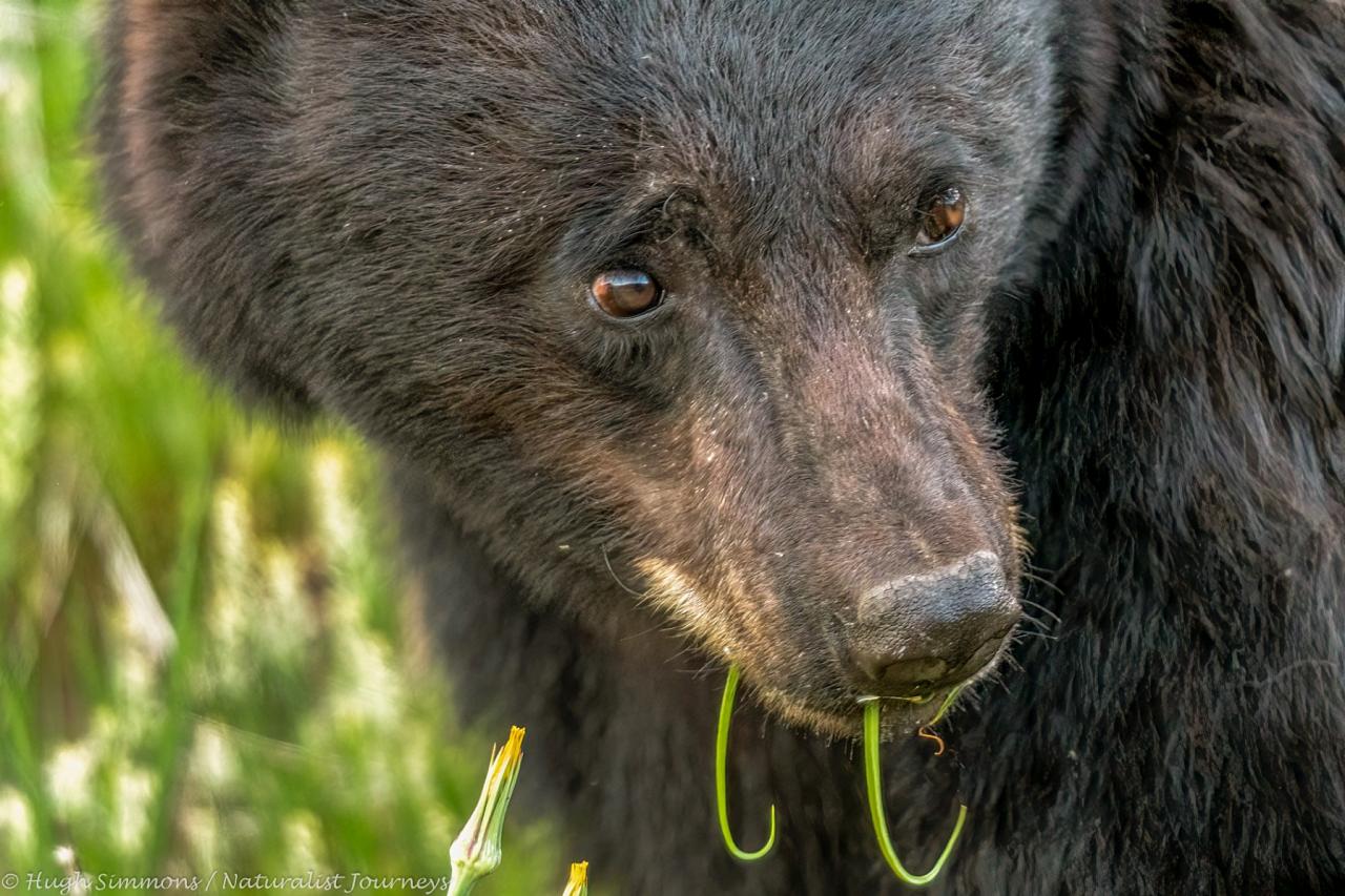Black Bear, Yellowstone, Yellowstone National Park, Yellowstone Nature Tour, Yellowstone Wildlife Tour, Yellowstone Birding Tour, Naturalist Journeys