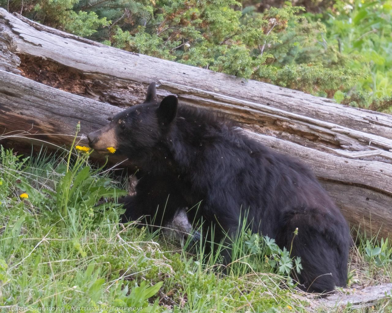 Black Bear, Yellowstone, Yellowstone National Park, Yellowstone Nature Tour, Yellowstone Wildlife Tour, Yellowstone Birding Tour, Naturalist Journeys