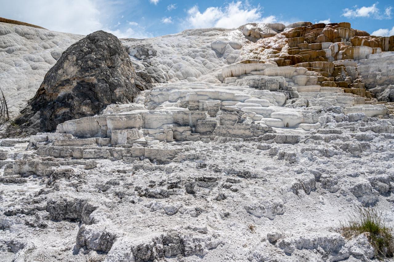 Mammoth Hot Springs, Yellowstone, Yellowstone National Park, Yellowstone Nature Tour, Yellowstone Wildlife Tour, Yellowstone Birding Tour, Naturalist Journeys