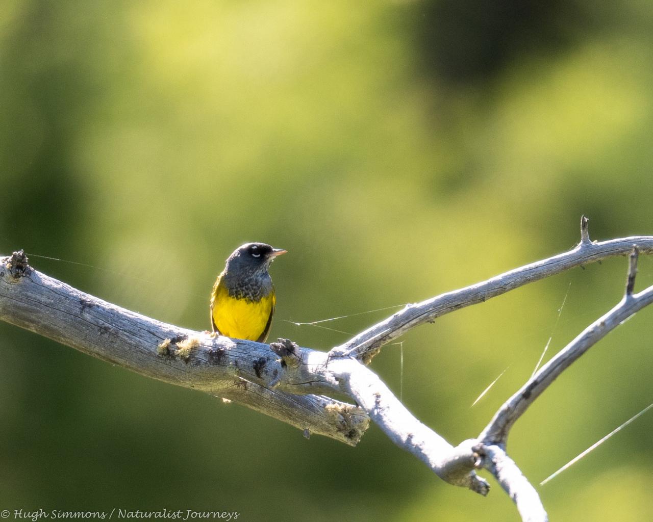 MacGillivray's Warbler, Yellowstone, Yellowstone National Park, Yellowstone Nature Tour, Yellowstone Wildlife Tour, Yellowstone Birding Tour, Naturalist Journeys