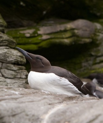 Common Murre, Birding Alaska, Bird Watching Alaska, Naturalist Journeys, Wildlife Tour, Wildlife Photography, Ecotourism, Specialty Birds, Endemic Birds, Birding Hotspot, Anchorage