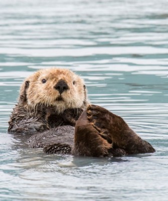 Sea Otter, Birding Alaska, Bird Watching Alaska, Naturalist Journeys, Wildlife Tour, Wildlife Photography, Ecotourism, Specialty Birds, Endemic Birds, Birding Hotspot, Anchorage