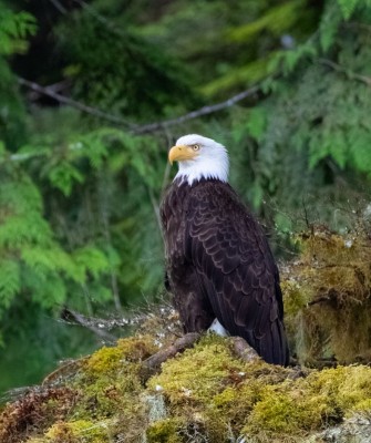 Bald Eagle, Birding Alaska, Bird Watching Alaska, Naturalist Journeys, Wildlife Tour, Wildlife Photography, Ecotourism, Specialty Birds, Endemic Birds, Birding Hotspot, Anchorage
