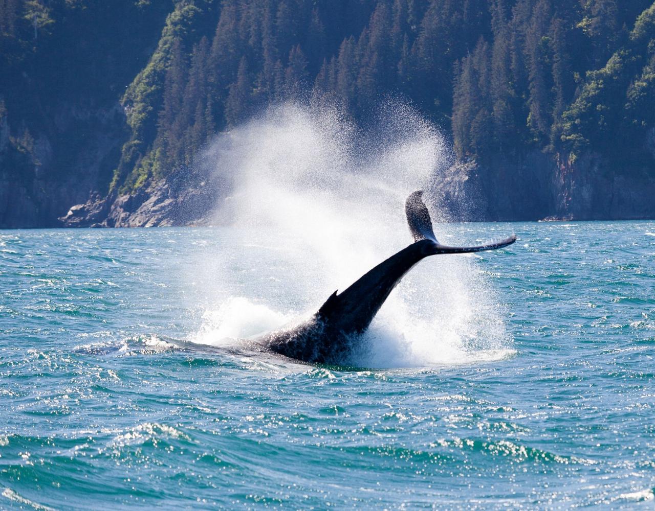 Birding Alaska, Bird Watching Alaska, Naturalist Journeys, Wildlife Tour, Wildlife Photography, Ecotourism, Specialty Birds, Endemic Birds, Birding Hotspot, Anchorage