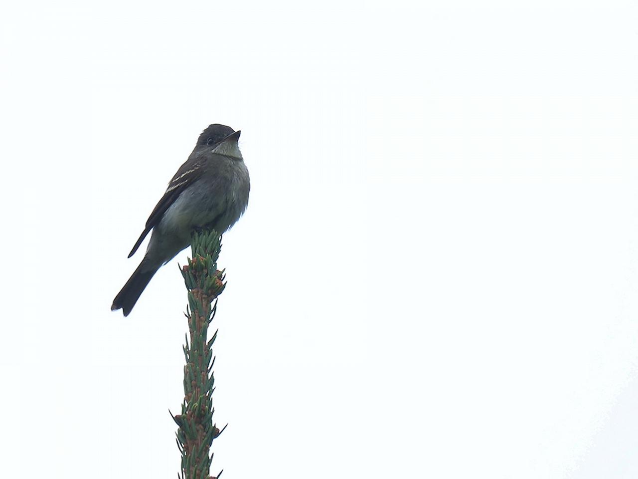 Eastern Wood-Pewee, New Hampshire, New Hampshire Nature Tour, New Hampshire Birding Tour, White Mountains, White Mountains Nature Tour, White Mountains Birding Tour, Mt. Washington, Naturalist Journeys