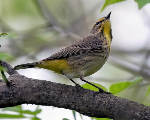 Palm Warbler, New Hampshire, New Hampshire Nature Tour, New Hampshire Birding Tour, White Mountains, White Mountains Nature Tour, White Mountains Birding Tour, Mt. Washington, Naturalist Journeys