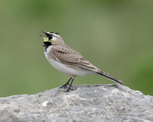 Horned Lark, New Hampshire, New Hampshire Nature Tour, New Hampshire Birding Tour, White Mountains, White Mountains Nature Tour, White Mountains Birding Tour, Mt. Washington, Naturalist Journeys