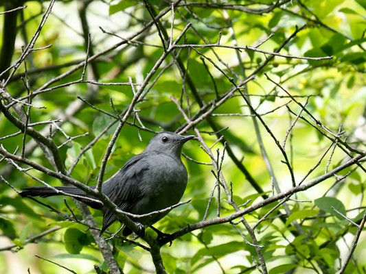 Gray Catbird, New Hampshire, New Hampshire Nature Tour, New Hampshire Birding Tour, White Mountains, White Mountains Nature Tour, White Mountains Birding Tour, Mt. Washington, Naturalist Journeys