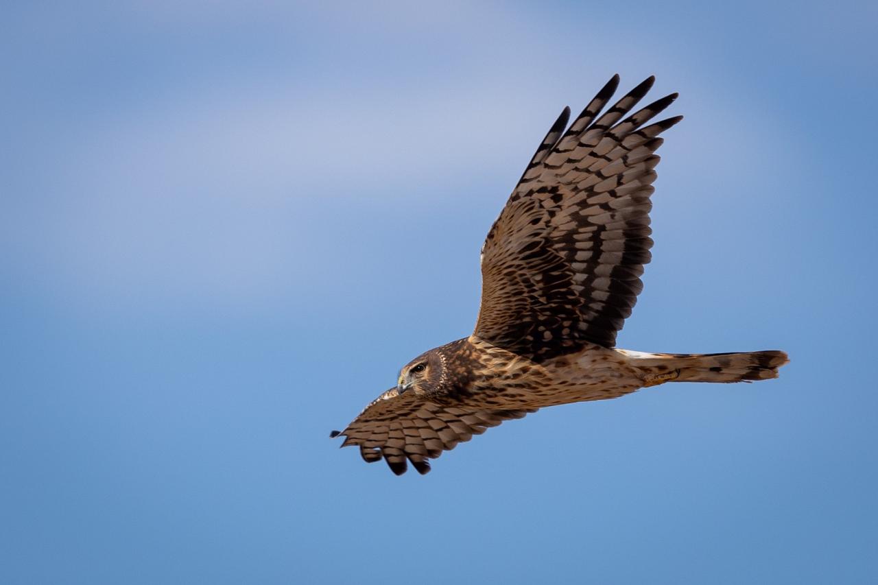 Northern Harrier, Naturalist Journeys, Maine Woods, Maine, Maine Woods Birding and Wildlife, Maine Woods Birding and Nature Tour 