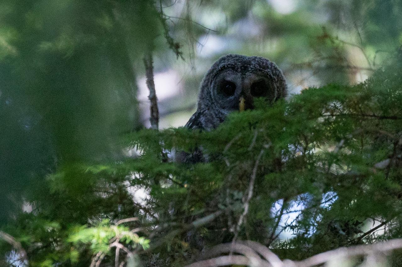 Barred Owl, Naturalist Journeys, Maine Woods, Maine, Maine Woods Birding and Wildlife, Maine Woods Birding and Nature Tour 