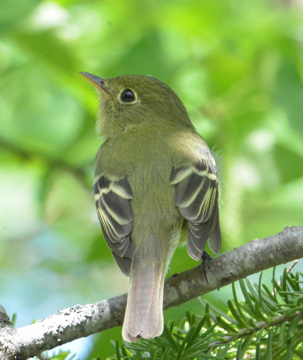 Yellow-bellied Flycatcher, Naturalist Journeys, Maine Woods, Maine, Maine Woods Birding and Wildlife, Maine Woods Birding and Nature Tour 