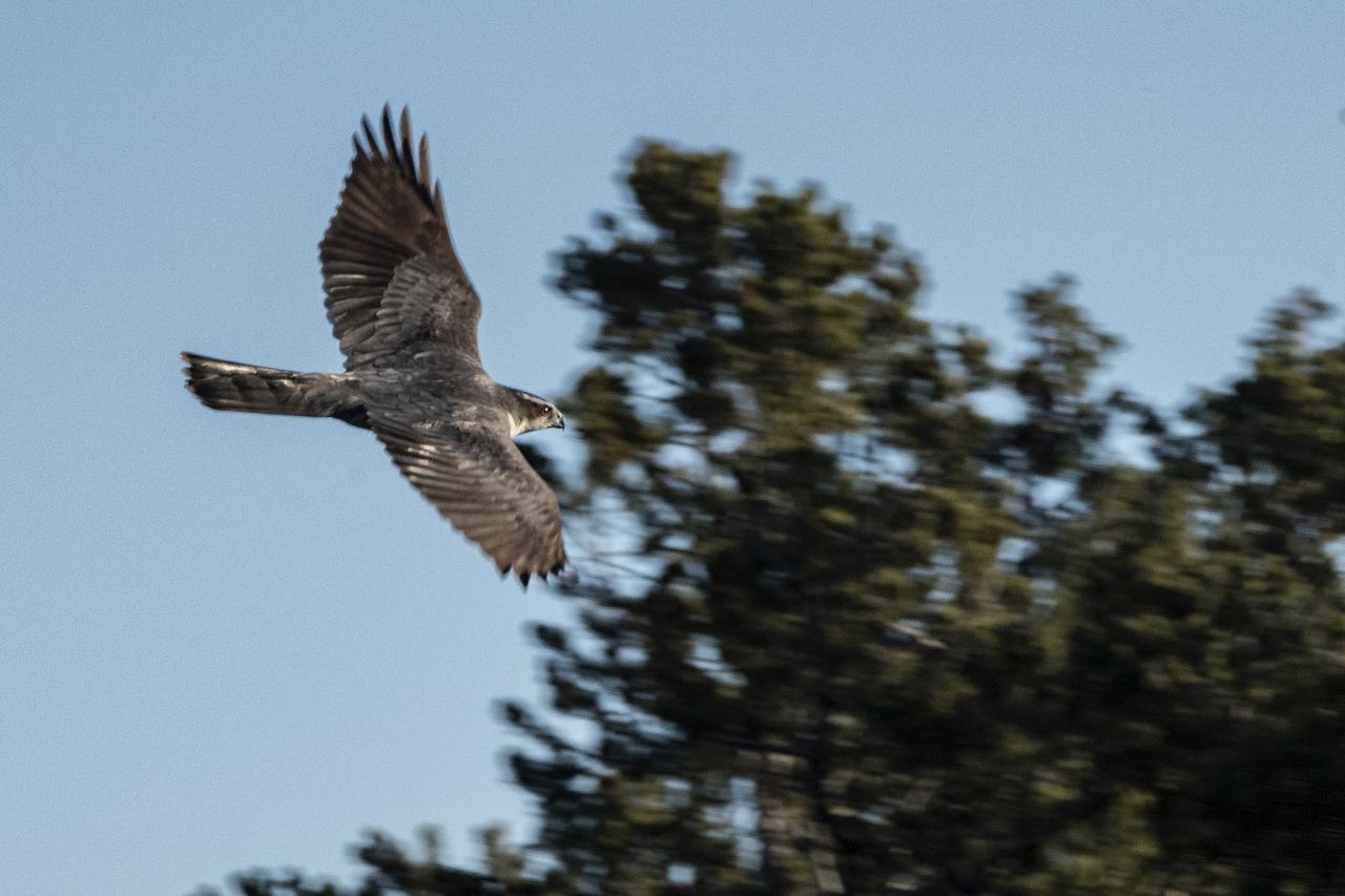 Northern Goshawk, Naturalist Journeys, Maine Woods, Maine, Maine Woods Birding and Wildlife, Maine Woods Birding and Nature Tour 