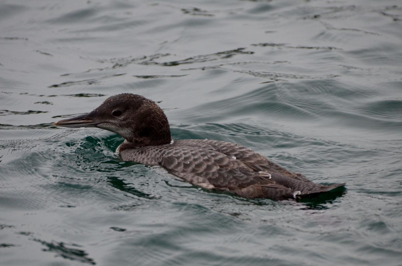 Common Loon, Naturalist Journeys, Maine Woods, Maine, Maine Woods Birding and Wildlife, Maine Woods Birding and Nature Tour 