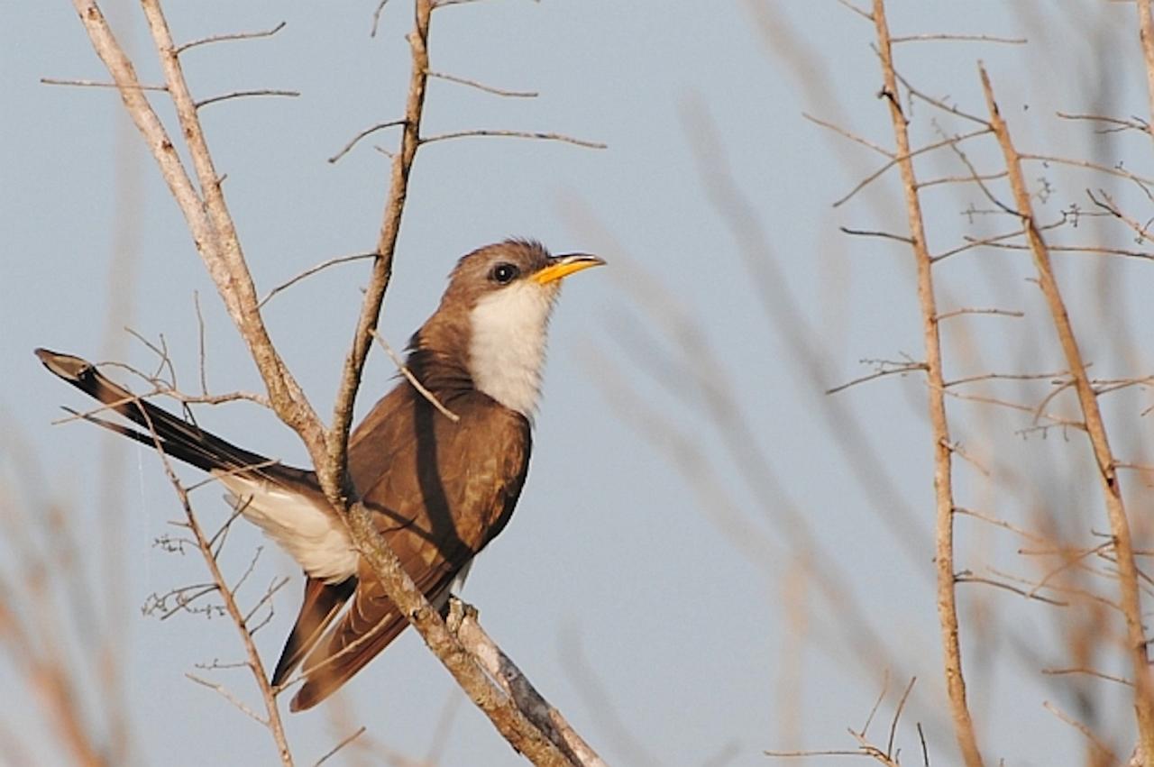 Yellow-billed Cuckoo, Naturalist Journeys, Maine Woods, Maine, Maine Woods Birding and Wildlife, Maine Woods Birding and Nature Tour 