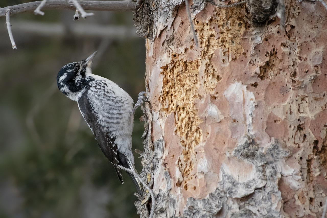 American Three-toed Woodpecker; Naturalist Journeys, Maine Woods, Maine, Maine Woods Birding and Wildlife, Maine Woods Birding and Nature Tour 