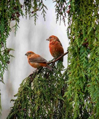 Birding Maine, Bird watching Maine, USA, North America, Acadia National Park, Bar Harbor, Naturalist Journeys, Wildlife Tour, Wildlife Photography, Ecotourism, Specialty Birds, Endemic Birds, Birding Hotspot