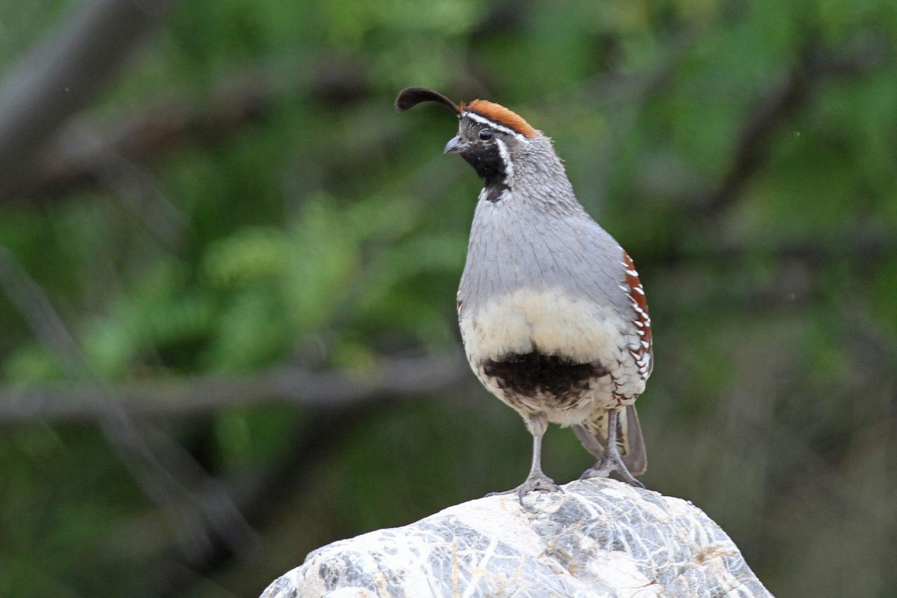 Gambel's Quail, Southeast Arizona, Arizona, Arizona Nature Tour, Arizona Birding Tour, Naturalist Journeys