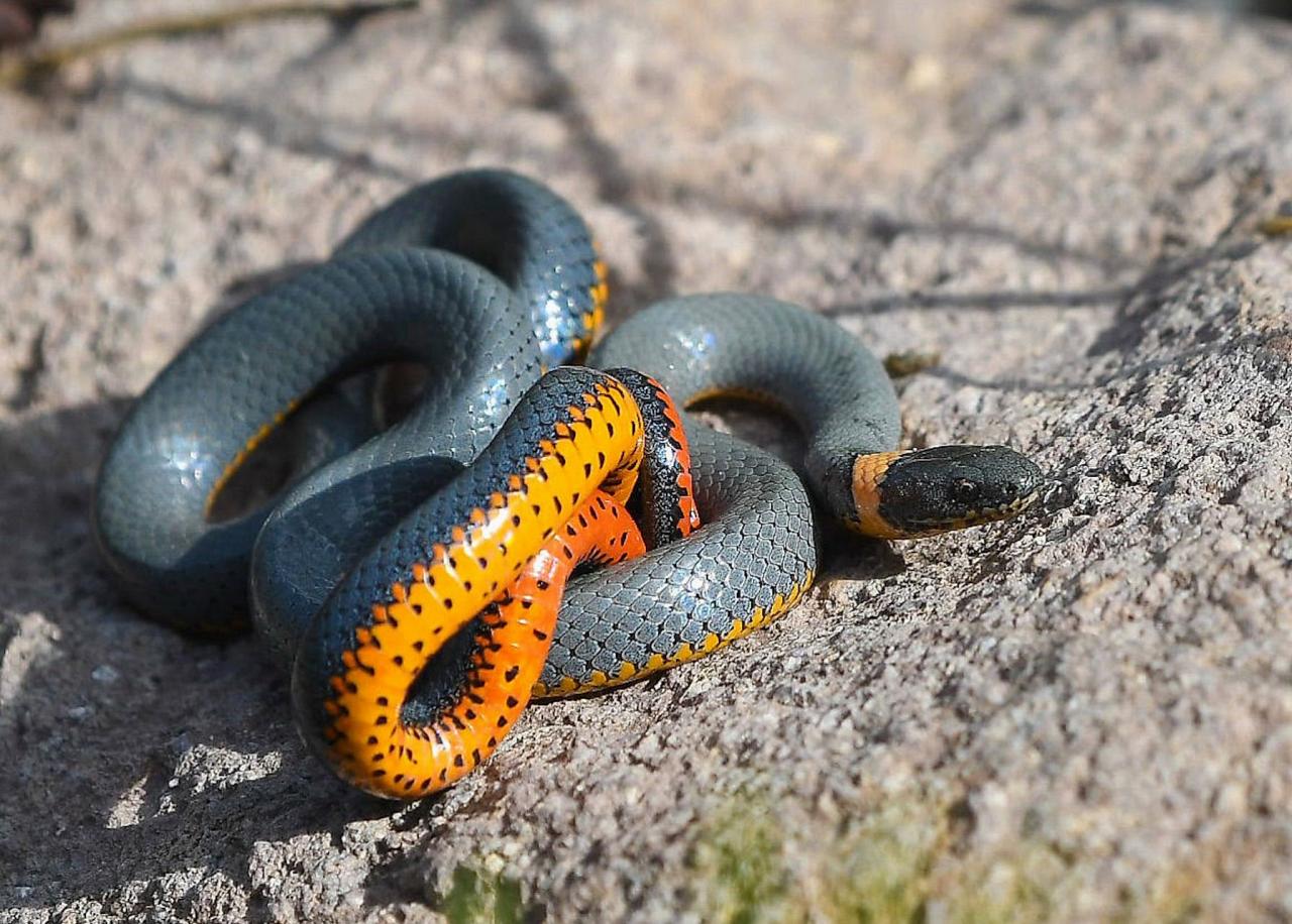 Regal Ringneck, Portal Arizona, Southeast Arizona, Arizona, Arizona Nature Tour, Arizona Birding Tour, Naturalist Journeys