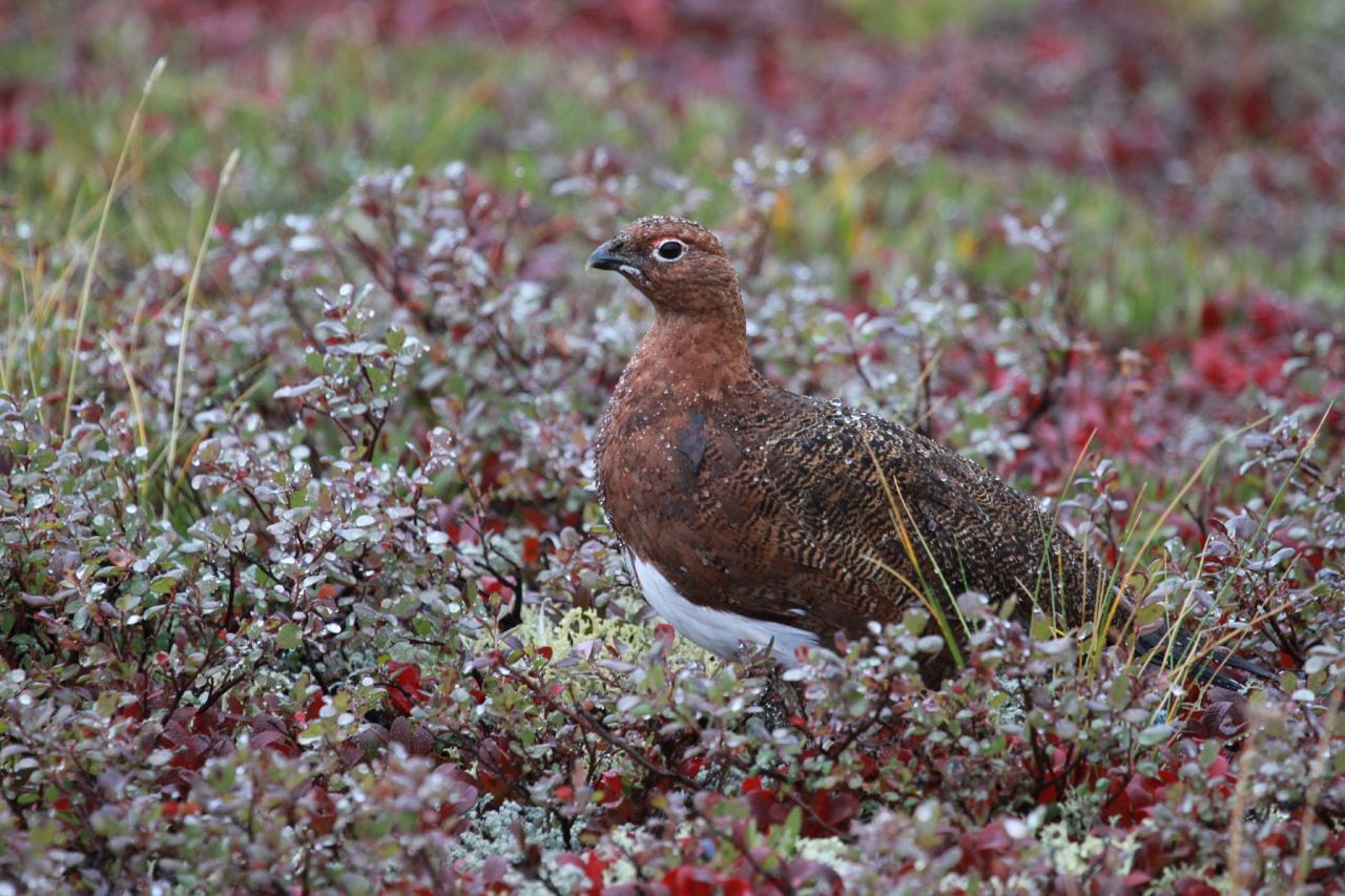 Willow Ptarmigan, Alaska, Alaska Nature Tour, Alaska Birding Tour, Alaska Wildlife Tour, Naturalist Journeys