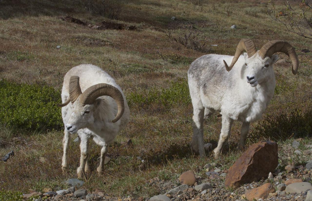 Dall Sheep, Alaska, Alaska Nature Tour, Alaska Birding Tour, Alaska Wildlife Tour, Naturalist Journeys