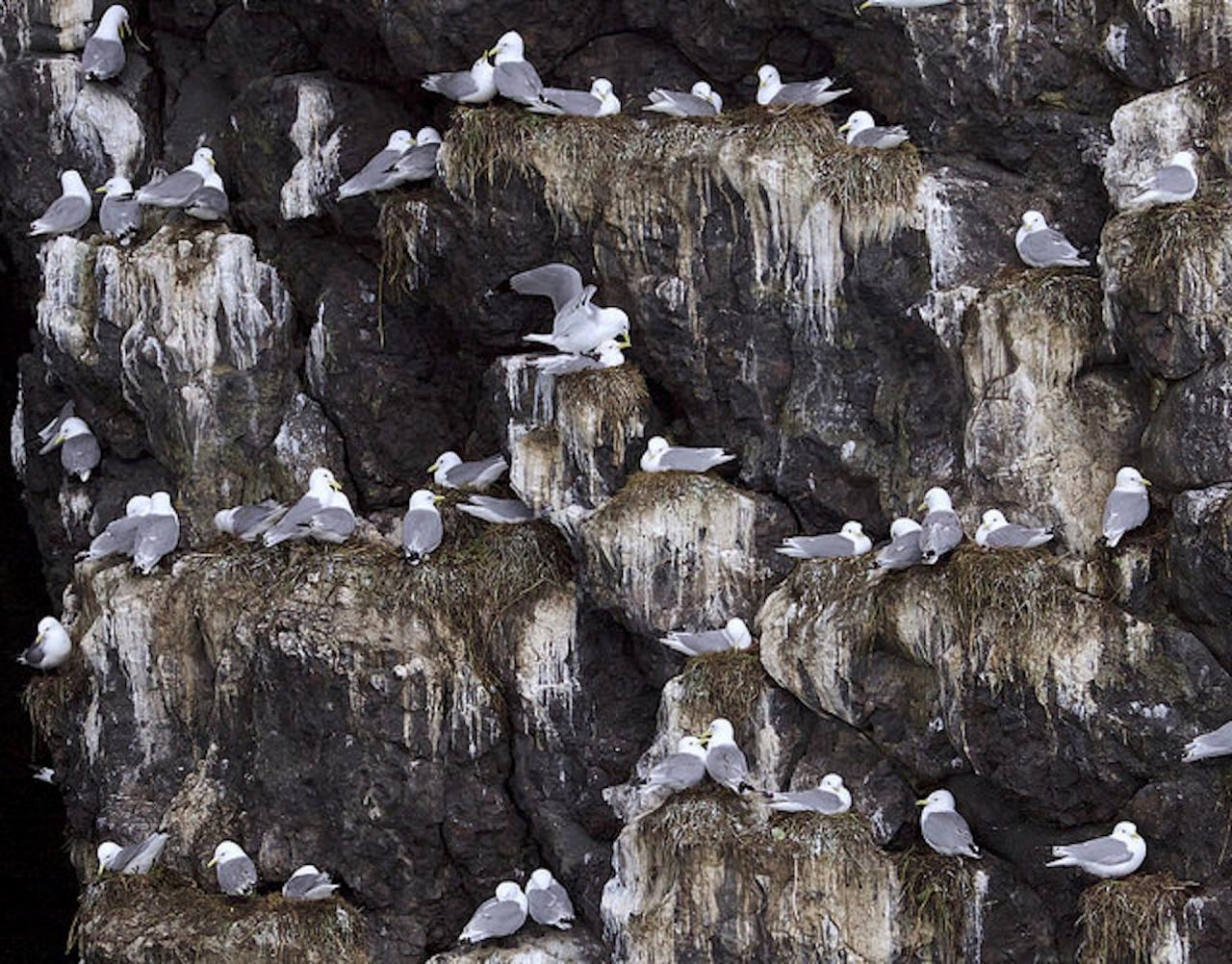 Black-legged Kittiwake, Alaska, Alaska Nature Tour, Alaska Birding Tour, Alaska Wildlife Tour, Naturalist Journeys